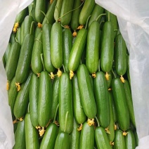 精品【水果黄瓜】小黄瓜个头均匀脆嫩瓜香欢迎抢购