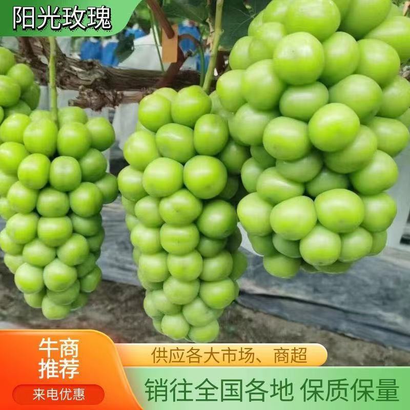 热销【阳光玫瑰葡萄】糖度高，硬度好，乃储存，欢迎订购！
