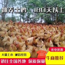 【推荐】原生态土鸡林间散养半年以上量大从优常年供应