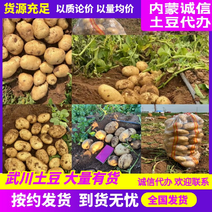 内蒙武川县精品优质红沙地226土豆，希森、沃土产地直发