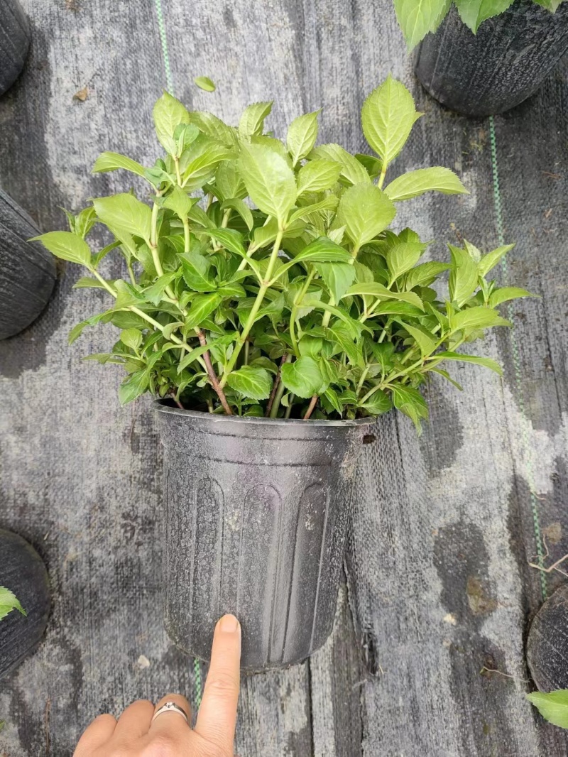 大花绣球，品种绣球，电商产品绣球