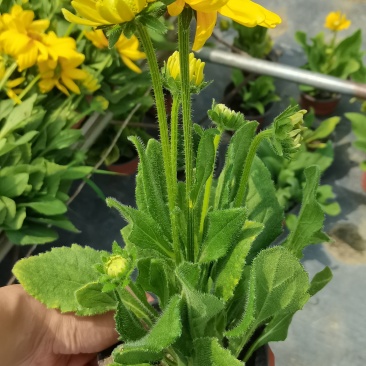 金光菊杯苗金光菊工程苗金光菊批发