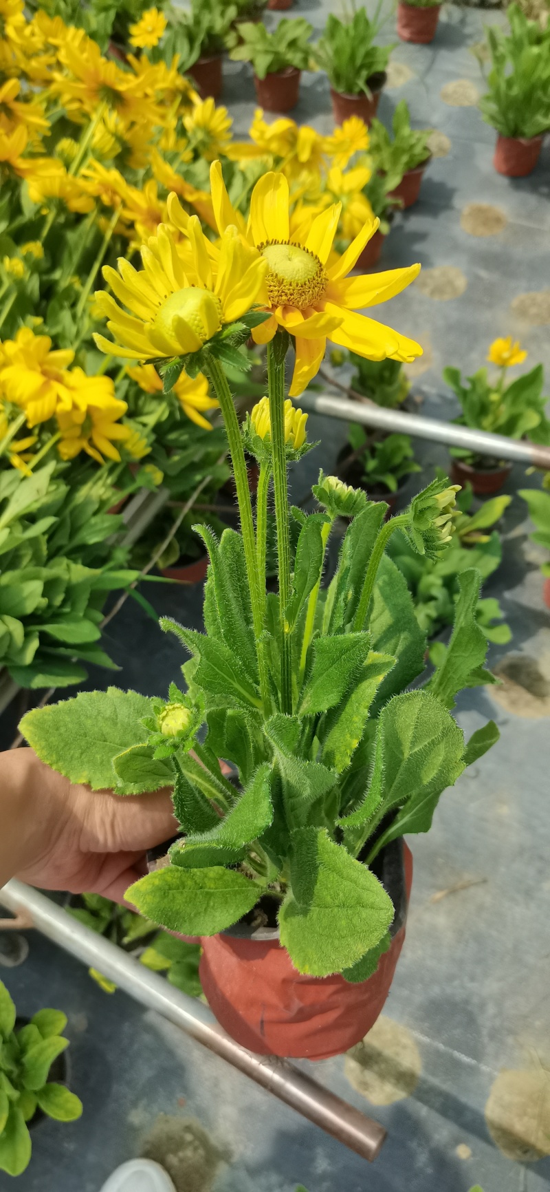 金光菊杯苗金光菊工程苗金光菊批发