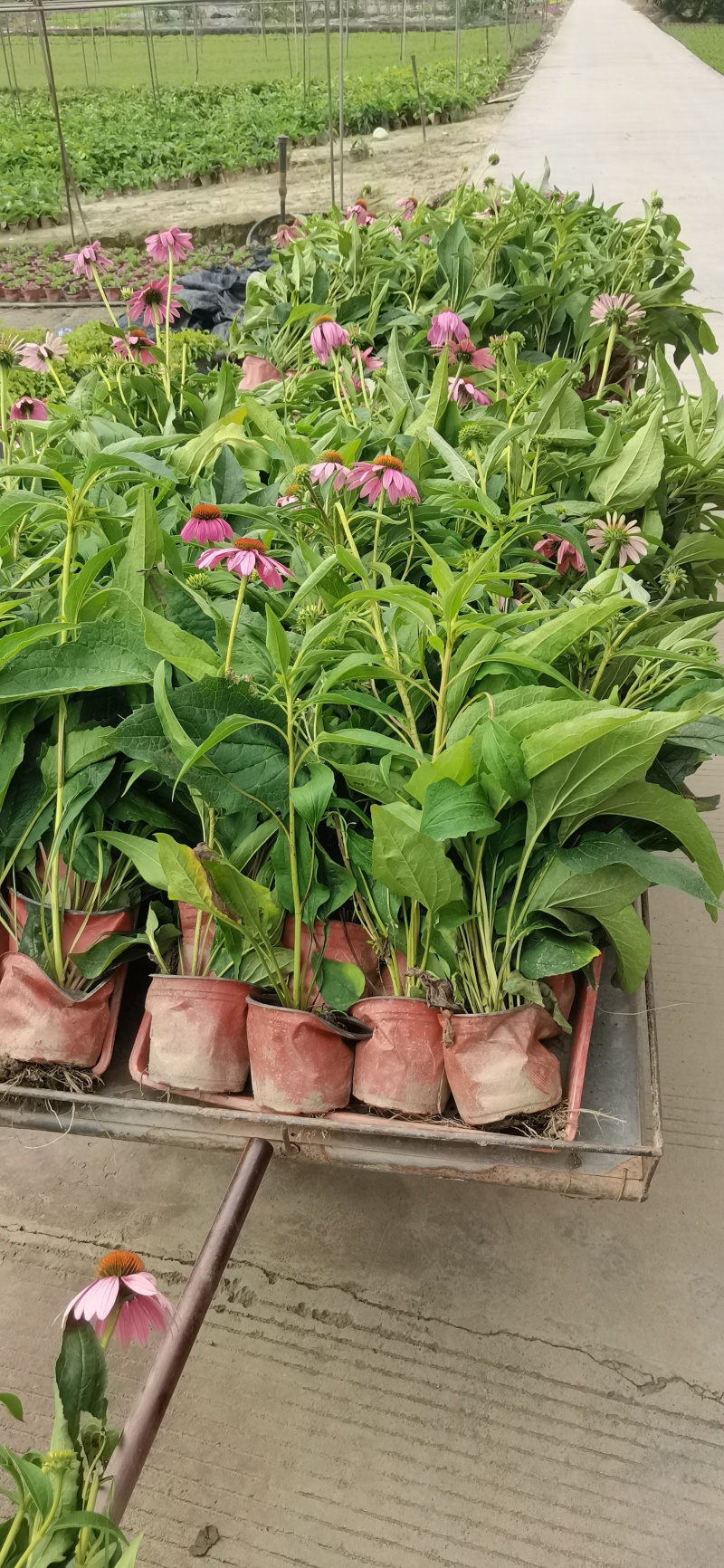 金光菊杯苗金光菊工程苗金光菊批发