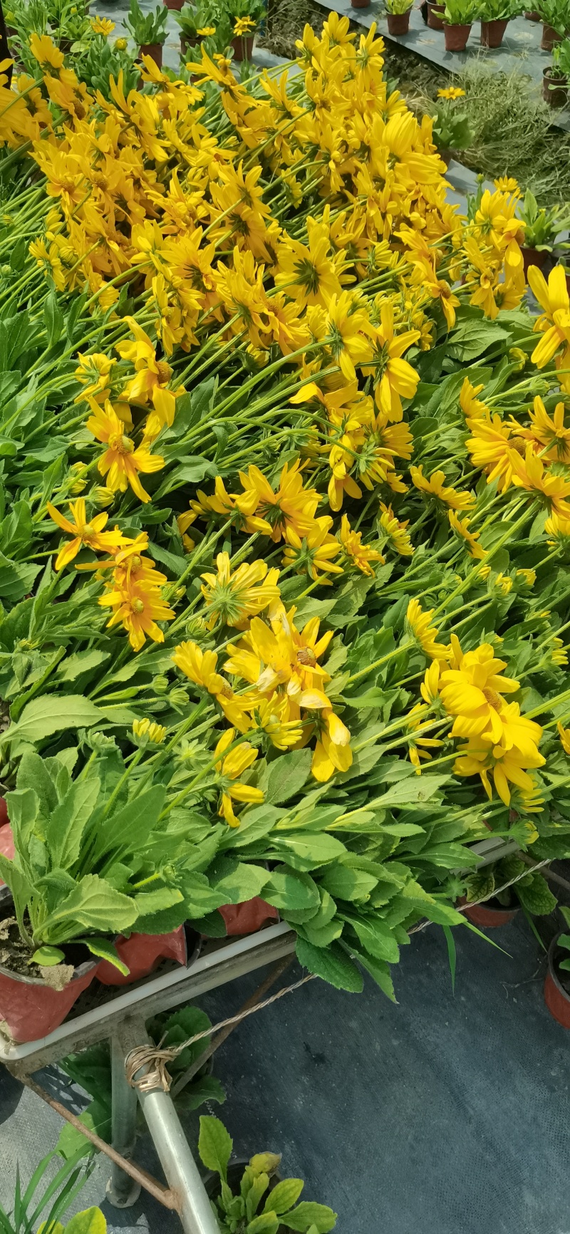 金光菊杯苗金光菊工程苗金光菊批发