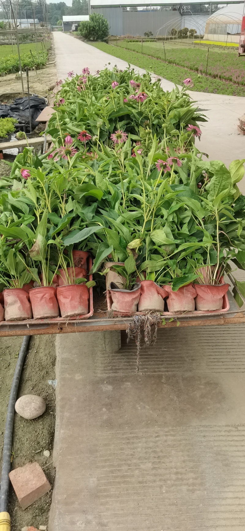 金光菊杯苗金光菊工程苗金光菊批发