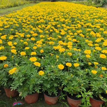 孔雀草基地橙色孔雀草基地孔雀草批发价格