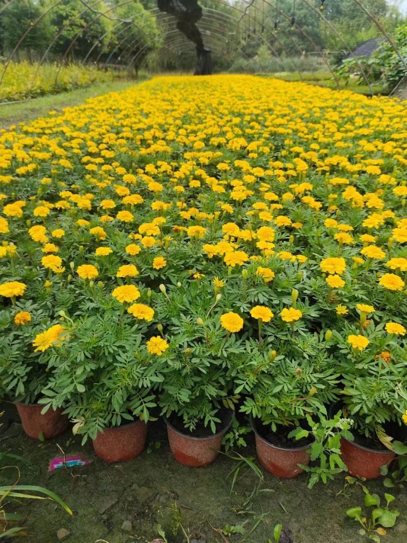 孔雀草基地橙色孔雀草基地孔雀草批发价格