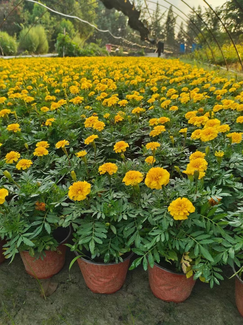 孔雀草基地橙色孔雀草基地孔雀草批发价格