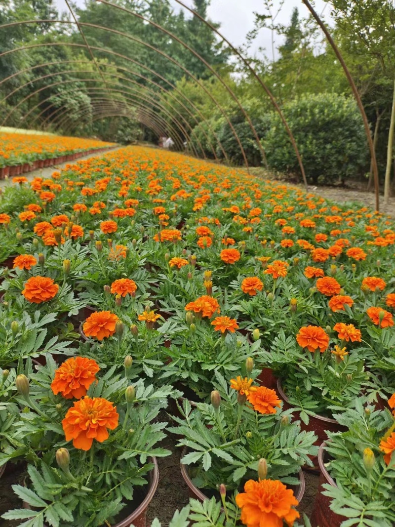 孔雀草基地橙色孔雀草基地孔雀草批发价格