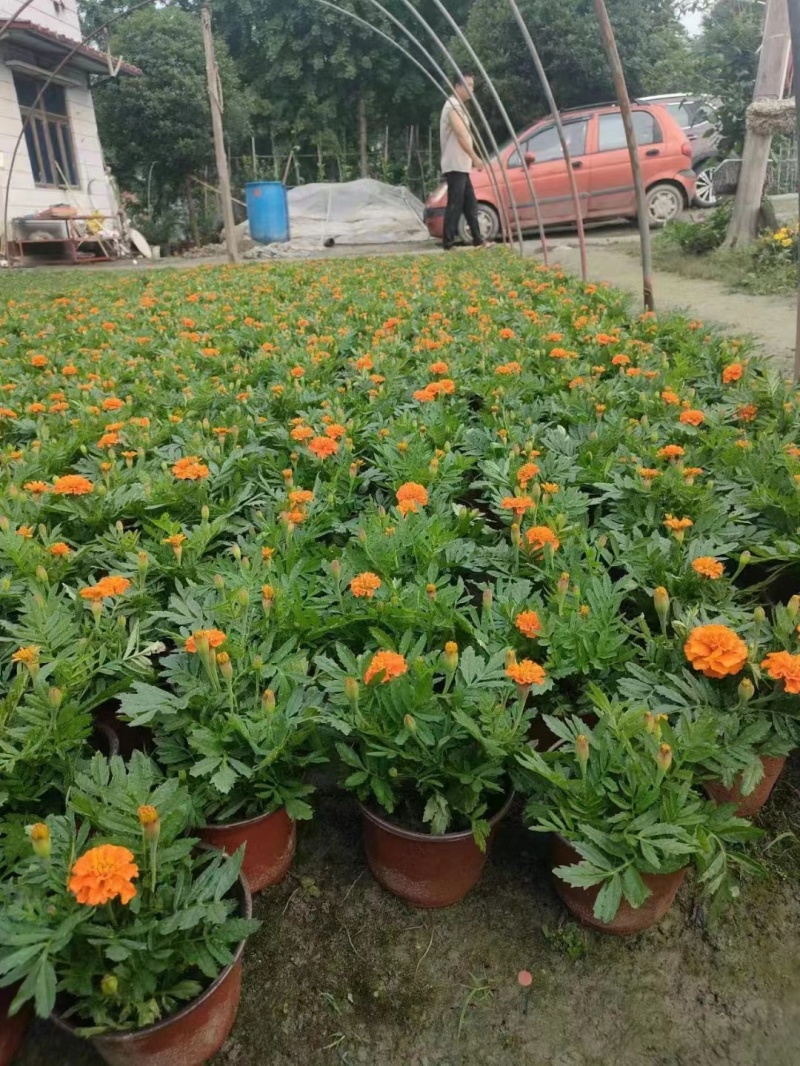 孔雀草基地橙色孔雀草基地孔雀草批发价格