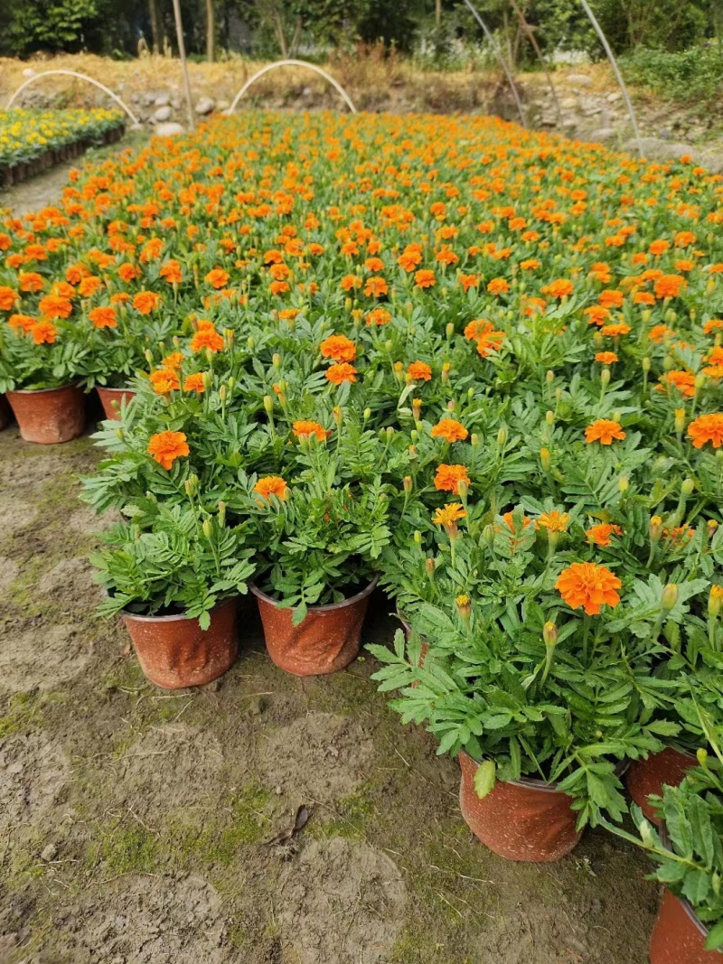 孔雀草基地橙色孔雀草基地孔雀草批发价格