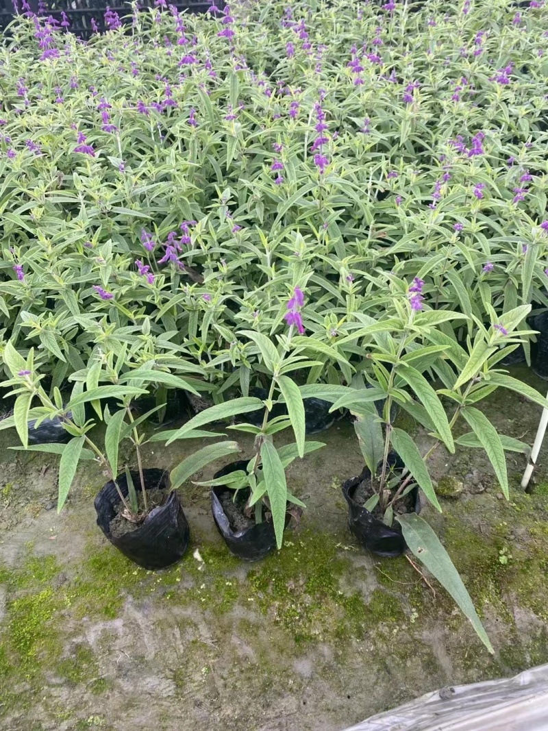 鼠尾草鼠尾草小杯20万双色杯10万颗