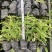 鼠尾草鼠尾草小杯20万双色杯10万颗