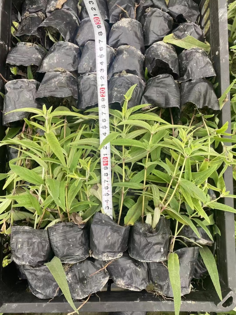 鼠尾草鼠尾草小杯20万双色杯10万颗