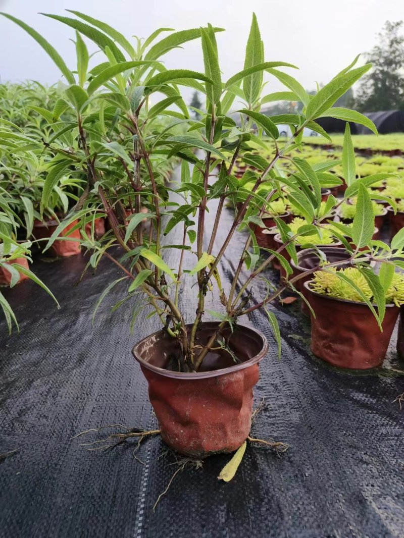 鼠尾草鼠尾草小杯20万双色杯10万颗