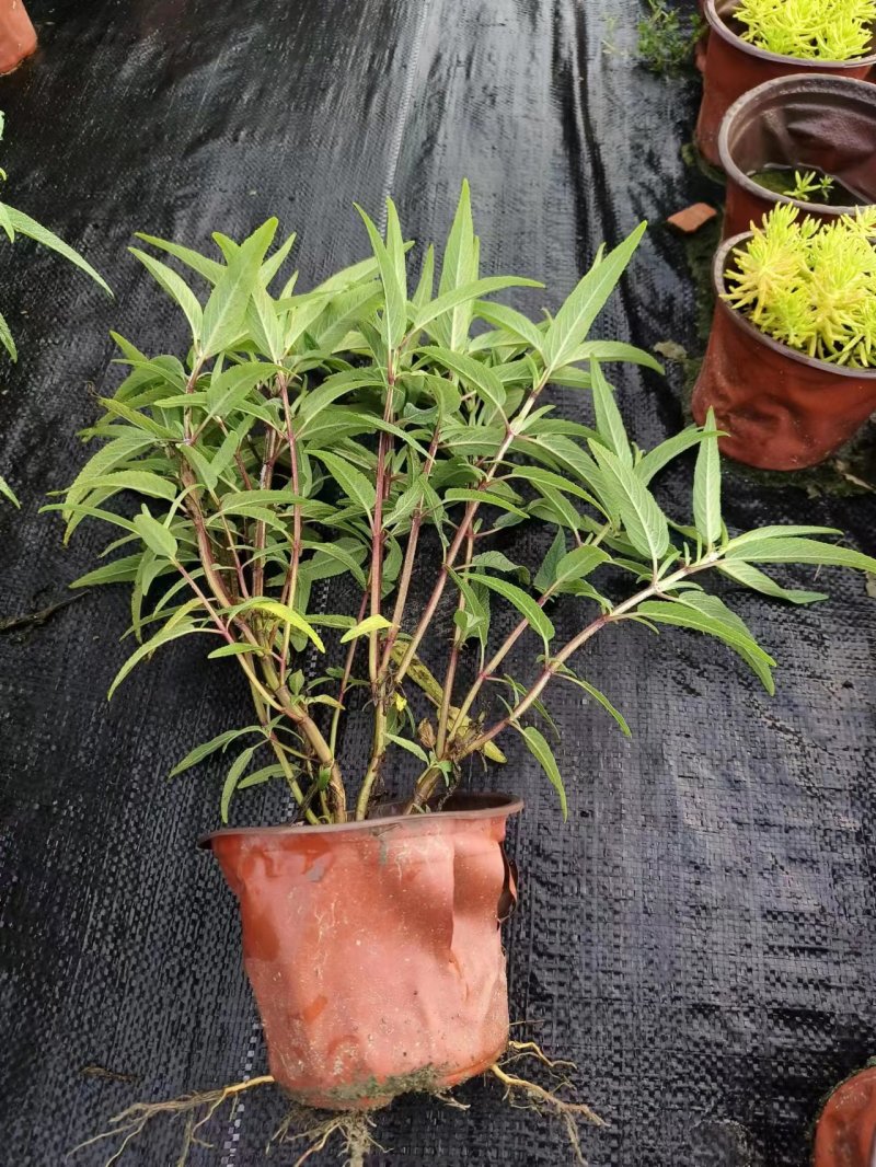 鼠尾草鼠尾草小杯20万双色杯10万颗
