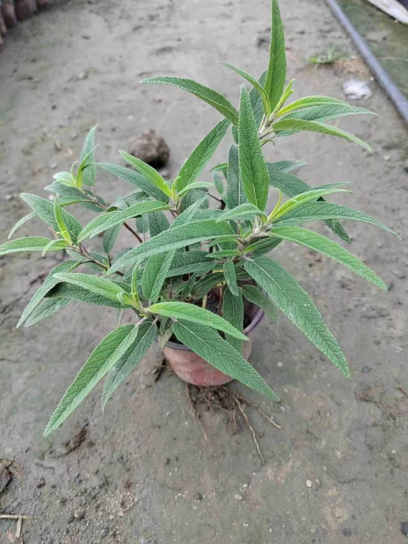 鼠尾草鼠尾草小杯20万双色杯10万颗