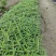 鼠尾草鼠尾草小杯20万双色杯10万颗