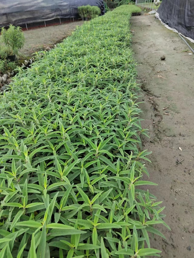 鼠尾草鼠尾草小杯20万双色杯10万颗