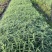 鼠尾草鼠尾草小杯20万双色杯10万颗