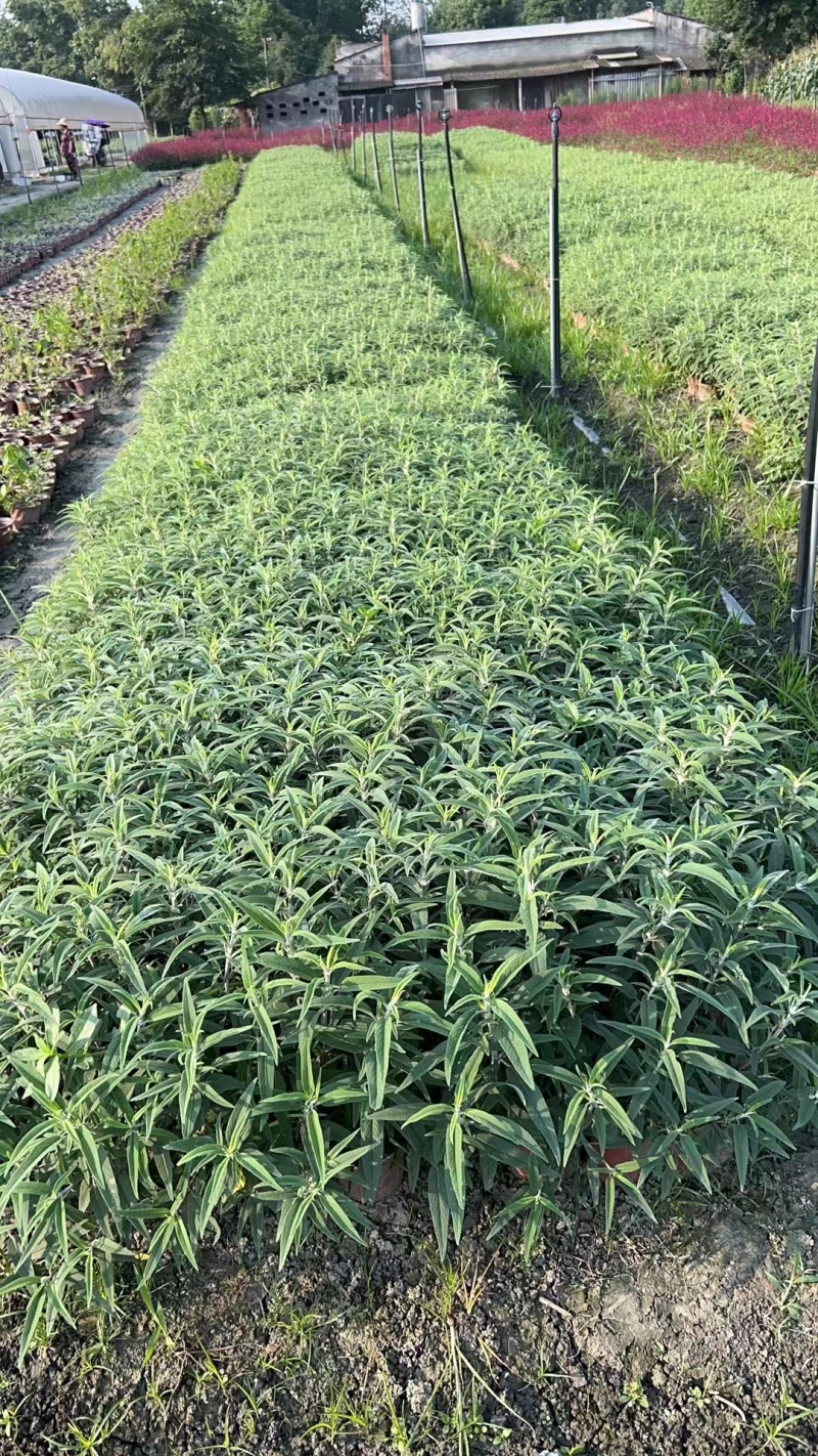 鼠尾草鼠尾草小杯20万双色杯10万颗