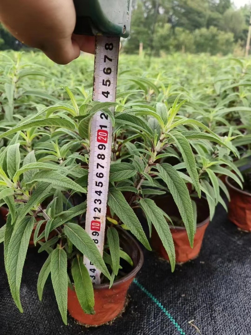 鼠尾草鼠尾草小杯20万双色杯10万颗