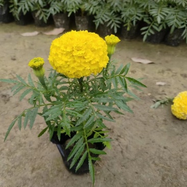 万寿菊杯苗时令花卉万寿菊基地批发现货供应