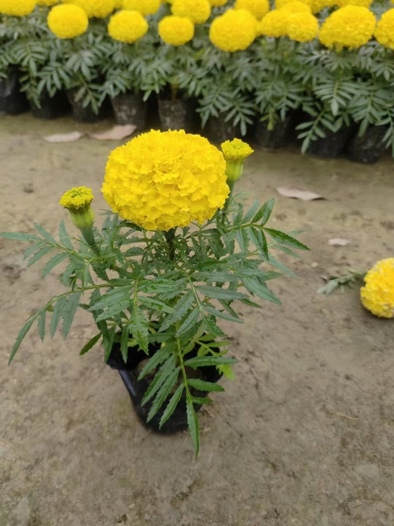万寿菊杯苗时令花卉万寿菊基地批发现货供应