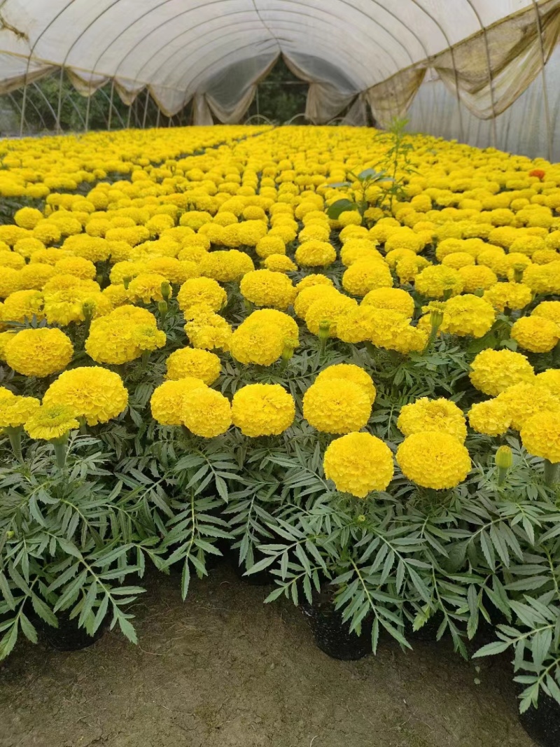 万寿菊杯苗时令花卉万寿菊基地批发现货供应