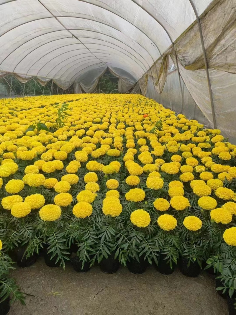 万寿菊杯苗时令花卉万寿菊基地批发现货供应