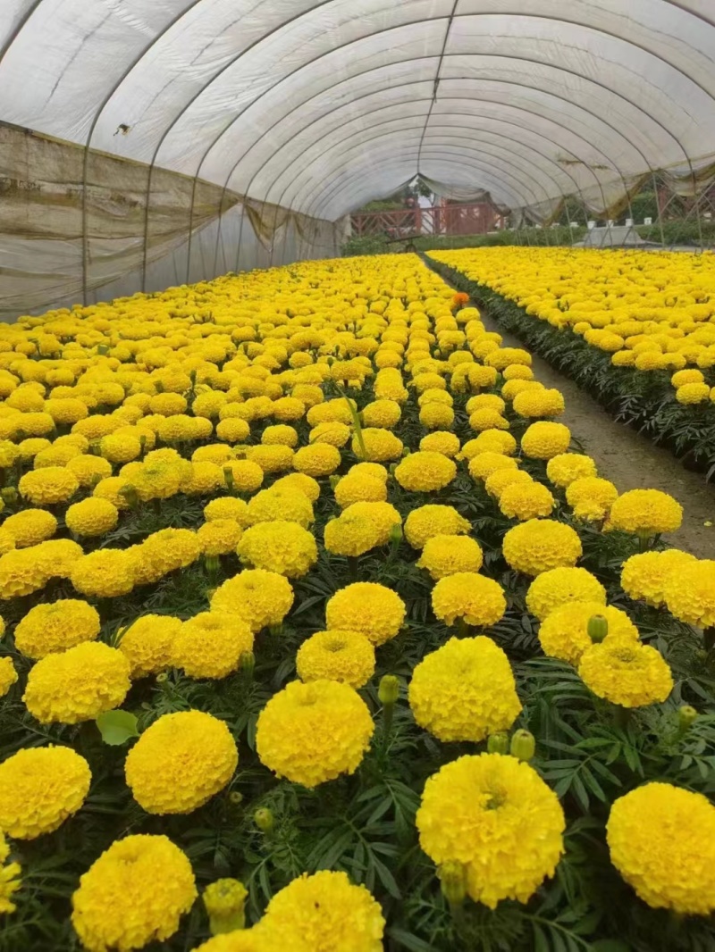 万寿菊杯苗时令花卉万寿菊基地批发现货供应