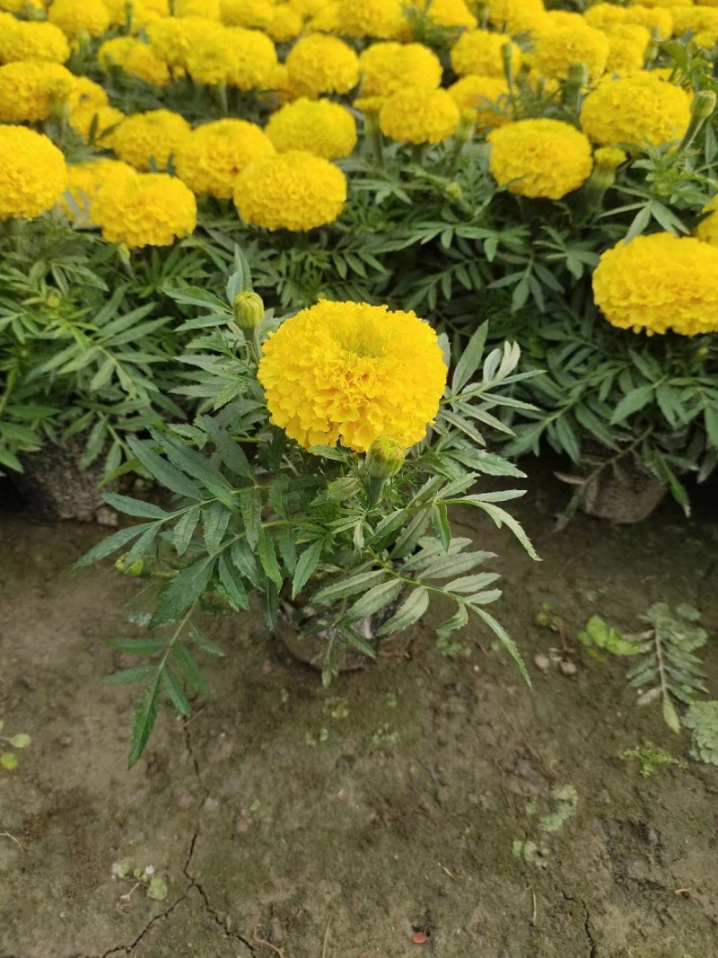 万寿菊杯苗时令花卉万寿菊基地批发现货供应