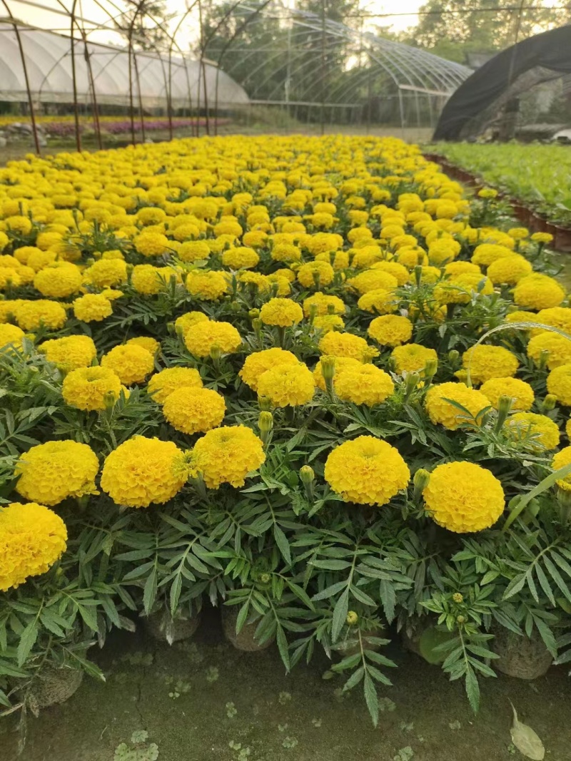 万寿菊杯苗时令花卉万寿菊基地批发现货供应