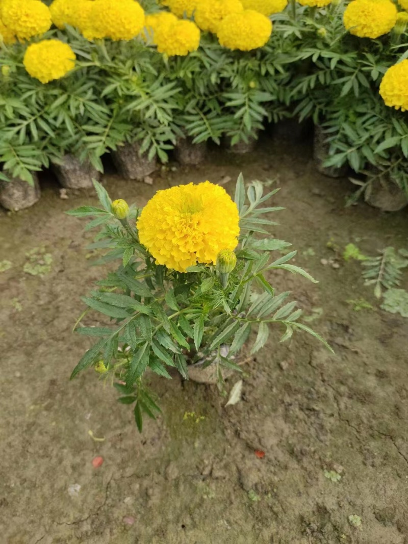 万寿菊杯苗时令花卉万寿菊基地批发现货供应