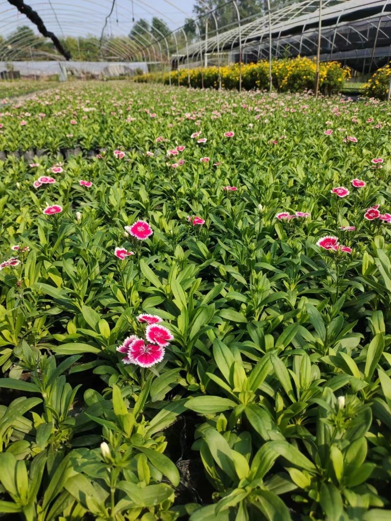 石竹大杯10万石竹双色杯20万基地批发，现货出售