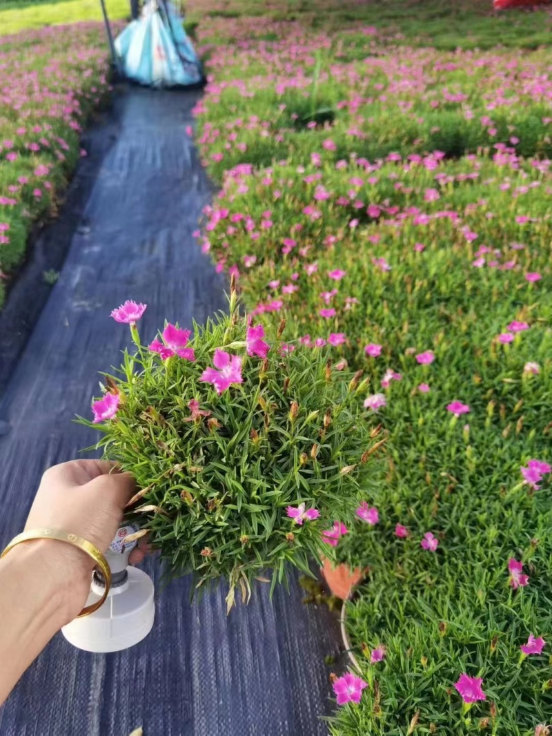 石竹大杯10万石竹双色杯20万基地批发，现货出售