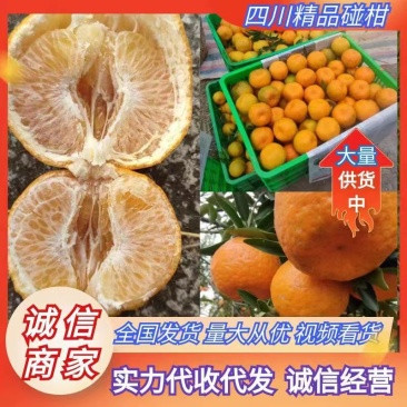 四川精品椪柑产地一手货源量大从优甘甜多汁全国发货