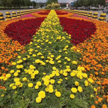 青州草花批发市场