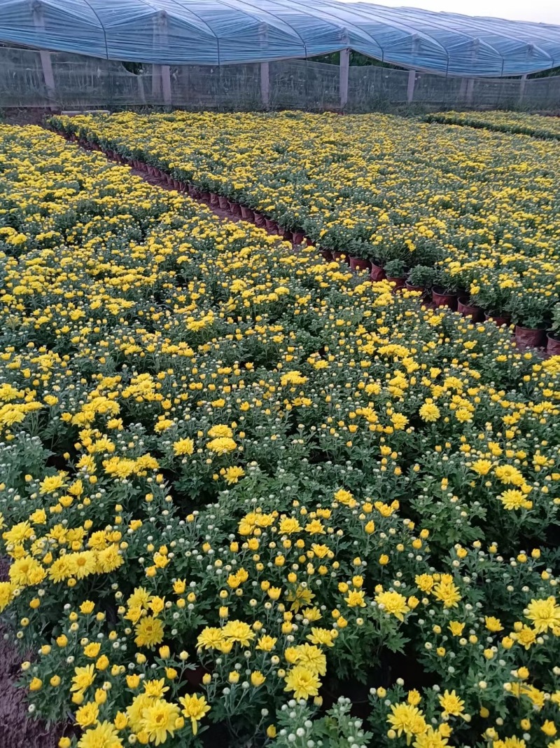 青州草花批发市场