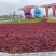 青州草花批发市场