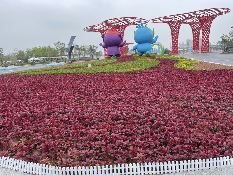 青州草花批发市场