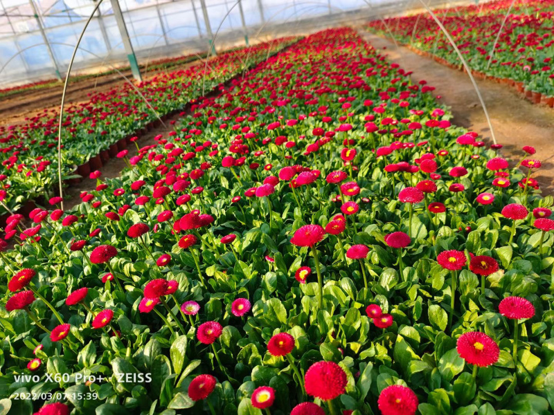 青州草花批发市场