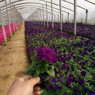 草花批发基地