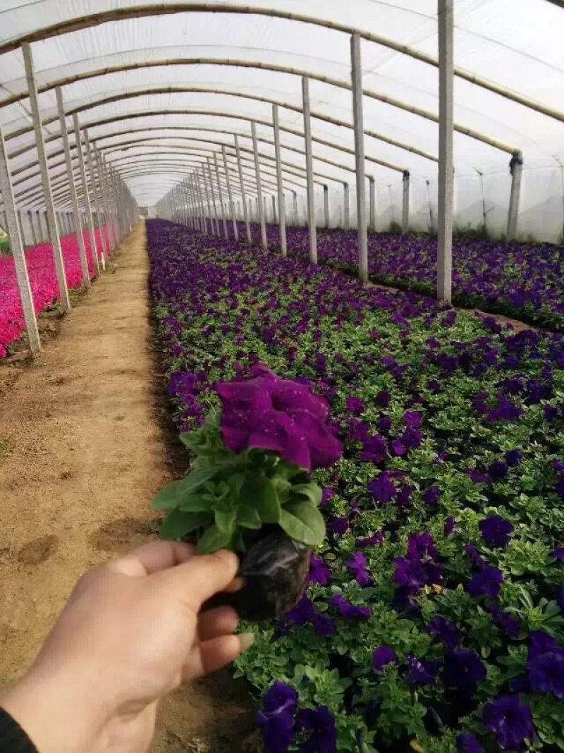 草花批发基地