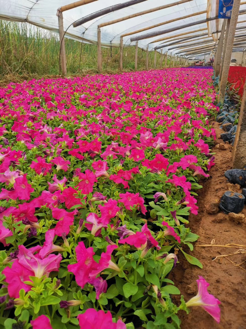 草花批发基地