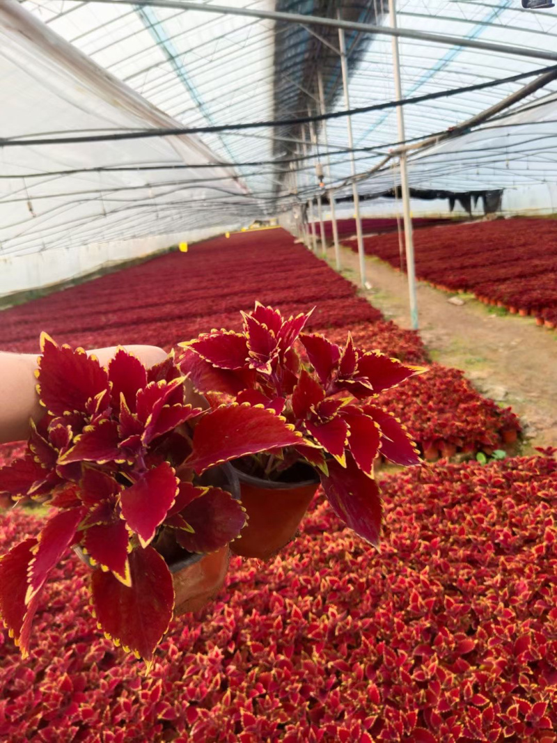 草花批发基地