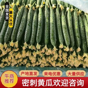 【精品黄瓜】山东亮条黄瓜大量上市产地直发量大优惠