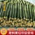 【精品黄瓜】山东亮条黄瓜大量上市产地直发量大优惠