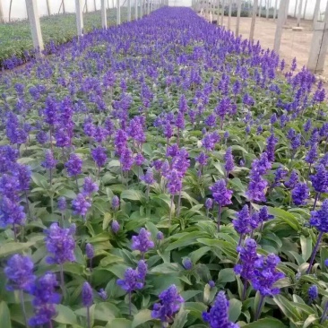 绿化草花供应基地